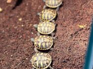 Griechische Landschildkröten zu verkaufen - Burkardroth