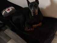 Dobermann Hündin sucht liebevolles Zuhause - Kiel