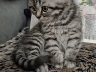 Bkh Perser Kitten - Schwäbisch Gmünd