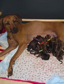 Rhodesian Ridgeback Welpen - Minden (Nordrhein-Westfalen)