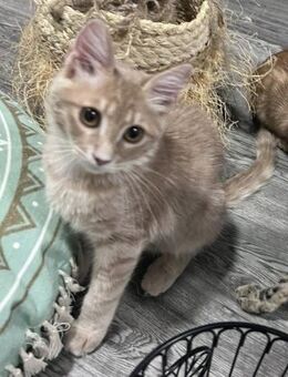 Amber 🐾 mit den Bernstein- Augen - Kirchheim (München)