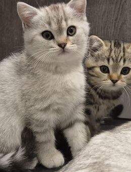Bkh kitten - Feuchtwangen