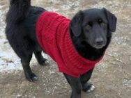 Tim -Familienhund,Katzenlieb,wartet ewig - Blankenheim (Nordrhein-Westfalen)