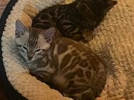 Bengal kitten mit Stammbaum - Marktoberdorf Zentrum