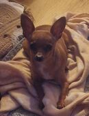 Chihuahua Mischlings Mädchen in 56745