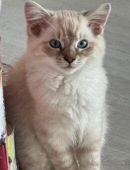 Ragdoll Kitten abgabebereit - Wahlstedt