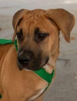 Quirliger MARLEY sucht Zuhause - Völklingen