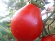 Venusbrüstchen, Tomatensamen, alte Sorte, Saatgut - Oldenburg