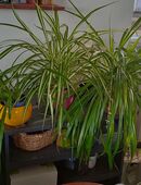 Grünlilien 30 - 60 cm in 56588