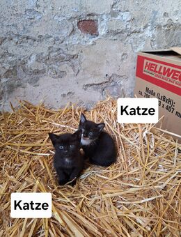 Babykatzen, Kitten, Kätzchen, Kater, Katze - Herzebrock-Clarholz