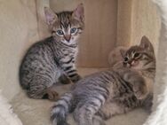 Süße Kitten abzugeben - Fellbach