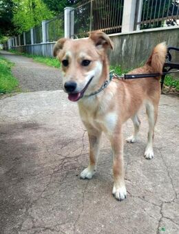 Aki - Zuhause gesucht! - Hamburg