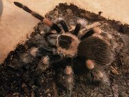 Brachypelma hamorii ( Smithi) - Braunschweig