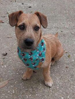 Süti von kettenlos - Bollingstedt