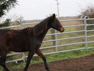 2jährige Warmblut Stute - Dahme-Mark