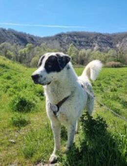 Pille- I am a Rockstar - Eixen