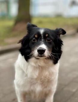 Kleine Mathilda sucht ein Körbchen - Ottweiler