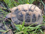 Griechische Landschildkröte thb - Lachen