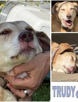 TRUDY -menschenbezogen & verträglich- - Duisburg