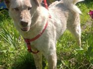 Sasha sucht ein Zuhause - Egestorf