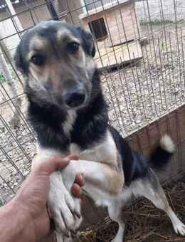 Raja 55 cm - Alpenrod