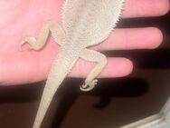 No1 Bartagame (pogona vitticeps) male zero hypotrans NZ juni 2024 - Hamburg Wandsbek