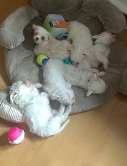 Zucker süße Malteser Welpen ( 2 M ) - Wilsdruff Zentrum