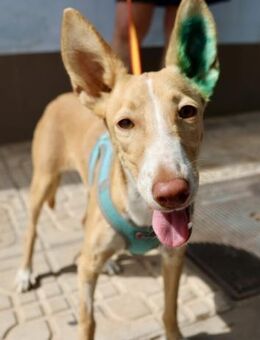 Moka, lernwillig, aktiv, freundlich - Westerholt