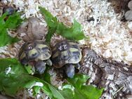 Griechische Landschildkrötenbabys suchen neues Zuhause, 2 Tiere 110,- €, mit EU-Papieren - Bensheim