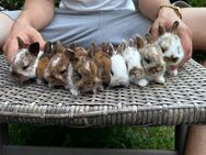 Kaninchenbabys - Velten