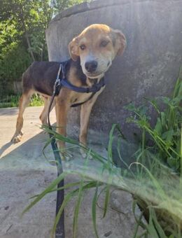 Carlos2; tapferer Junghund - Geilenkirchen
