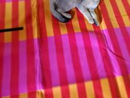 Wunderschöner BKH Kater abgabebereit - Arnsberg