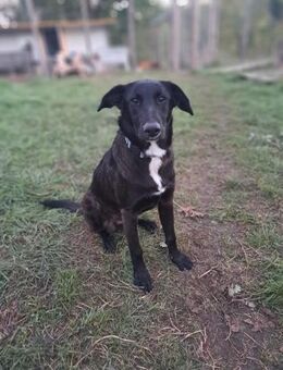 Fanny - sucht XL Körbchen - Grevenbroich