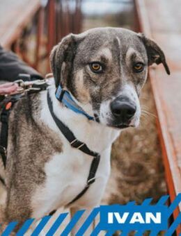 Ivan - ängstliche Schönheit - Berlin