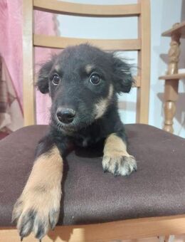 🩵Samu🩵 sucht sein großes Glück - Freilassing