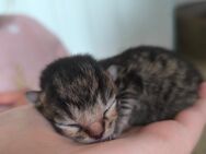 Kleine Katzen ab 20.07 - Offenbach (Main)