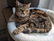 Katze Ariella - Garching (München)