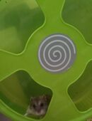 Zwerghamster Summer darf Ausziehen :) in 71116