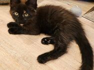 Maine Coon Mädchen - Herzberg (Harz)