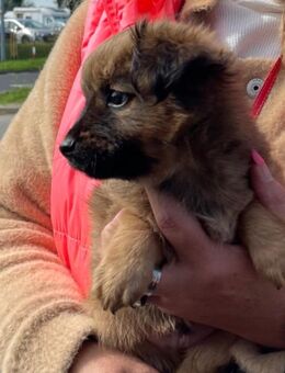 Pomchi mix Welpe - Elmenhorst (Landkreis Herzogtum Lauenburg)