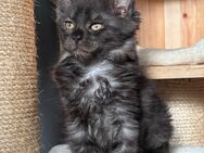 Maine-Coon Black Smoke Silver Tabby - Bad Pyrmont