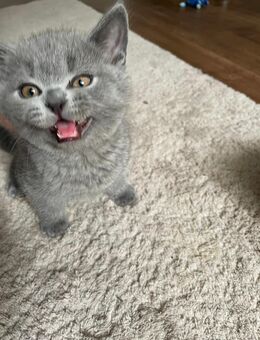 Verspielte BKH-Mix Katze - geimpft & gesund & stubenrein - Sankt Blasien