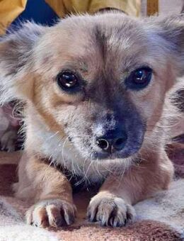 Kleine Frida 6 kg Liebe auf vier Pfoten - Koblenz