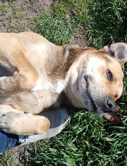 Mischlings Hund sucht neues Zuhause - Magdeburg
