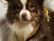 Chase - Mini Aussie - mit Video - - Frankfurt (Main)