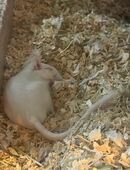 Männliche Wüstenrennmäuse abzugeben 10€ pro Maus in 30900