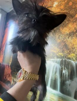 Chihuahua, dunkelblau nur diese Woche 850€ - Haar