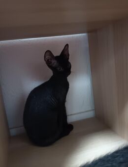 Sphynx Kitten männlich - Lützen Muschwitz