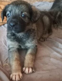 Welpe LUCIE sucht ein eigenes Zuhause - Weilheim (Oberbayern)