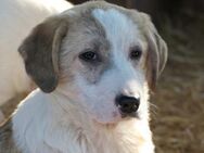 hübsche Klara sucht ihr Körbchen :) - Kallmünz